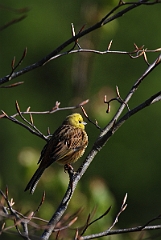 David Plant Photography - Wildlife Photographer - Yellowhammer - B